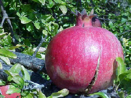 pomegranate